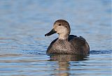 Gadwall